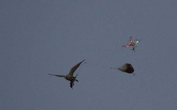 中东土豪的宠物狮子老虎,中东土豪为什么喜欢老虎狮子宠物