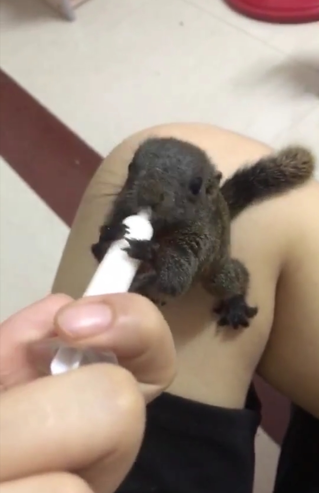 松鼠喂养正确方法,松鼠幼鼠喂什么