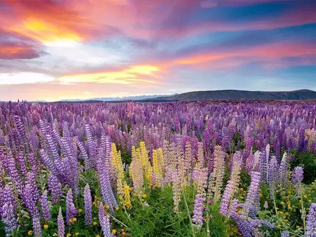 母亲节用花做的母亲节礼物,鲁冰花母亲节祝福