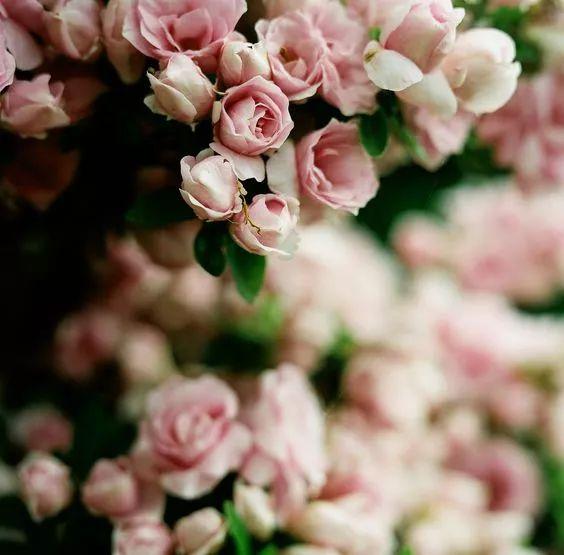 玫瑰月季和月季有区别吗,玫瑰月季如何区别品种图解