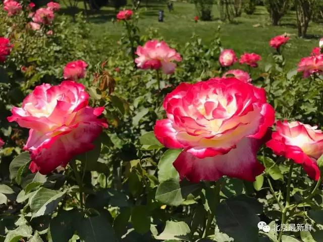 玫瑰月季和月季有区别吗,玫瑰月季如何区别品种图解