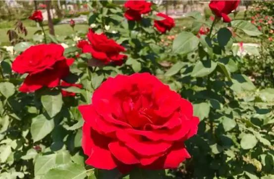 玫瑰月季和月季有区别吗,玫瑰月季如何区别品种图解