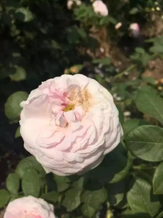 玫瑰月季和月季有区别吗,玫瑰月季如何区别品种图解