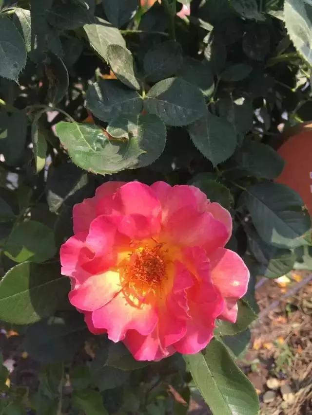 玫瑰月季和月季有区别吗,玫瑰月季如何区别品种图解