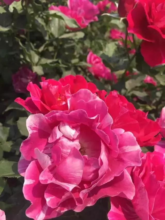 玫瑰月季和月季有区别吗,玫瑰月季如何区别品种图解