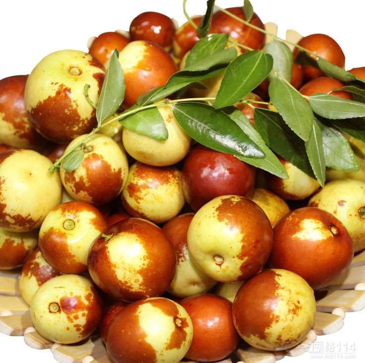 适合设施栽培的枣品种,适合大棚栽培的鲜食枣