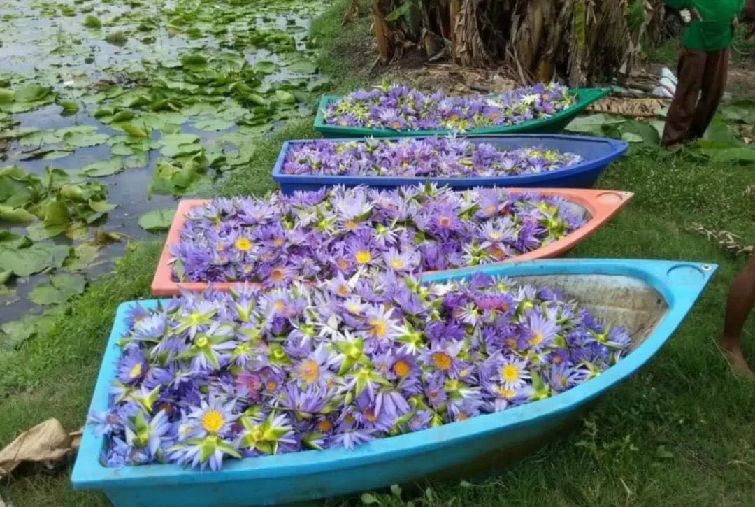 女人美容养颜的中药茶,女人美容养颜的养生茶图片