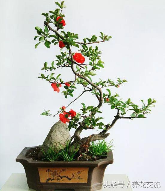 室内室外养多肉有什么区别,室内养植物好还是不养植物好