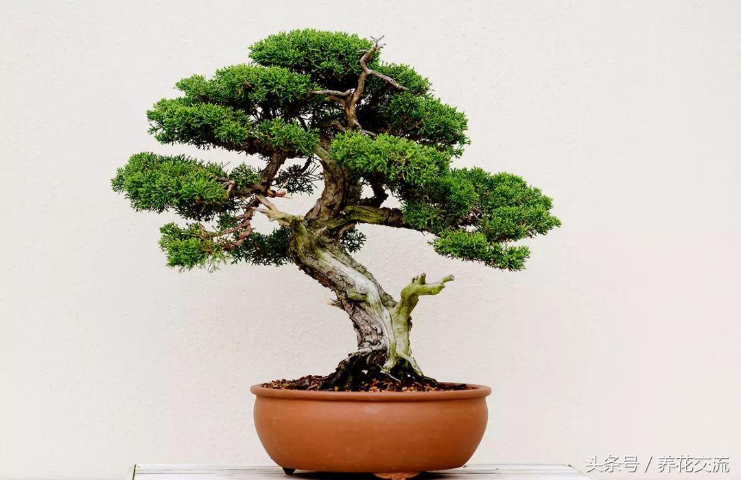 室内室外养多肉有什么区别,室内养植物好还是不养植物好