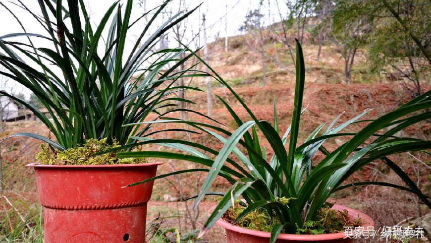 兰花中哪个品种最好看又好养,兰花哪个品种好活好养又好看