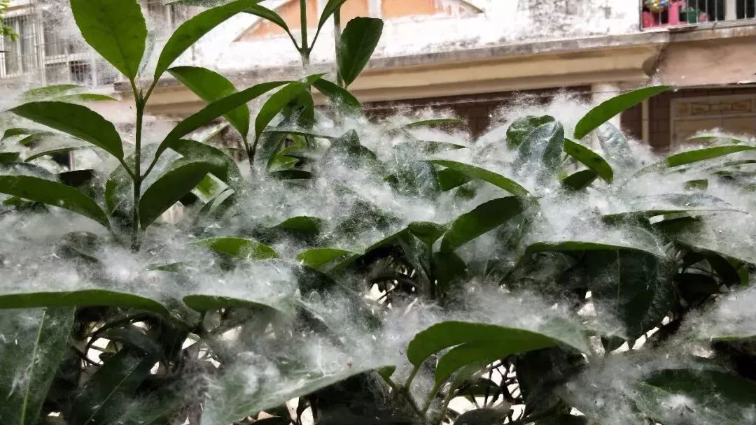 提醒丨“杨树絮精”又搞事，过敏人群拒绝“骚扰”的秘诀！