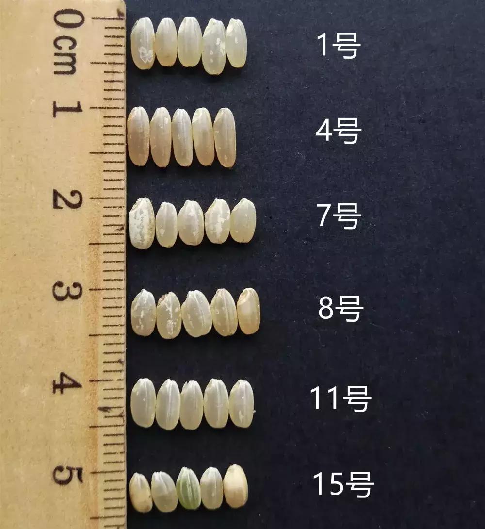 好吃的糙米饭推荐有味道,最好吃的糙米饭
