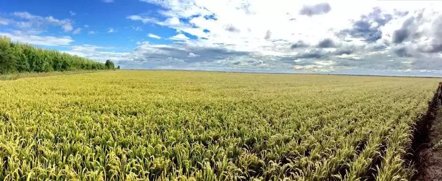 好吃的糙米饭推荐有味道,最好吃的糙米饭