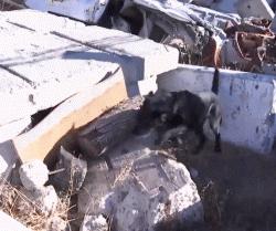 搜救犬英勇牺牲致敬忠诚战士,盘点那些搜救犬救人的感人瞬间