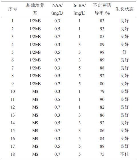 霍山铁皮石斛苗种植方法,铁皮石斛红苗好还是绿苗好
