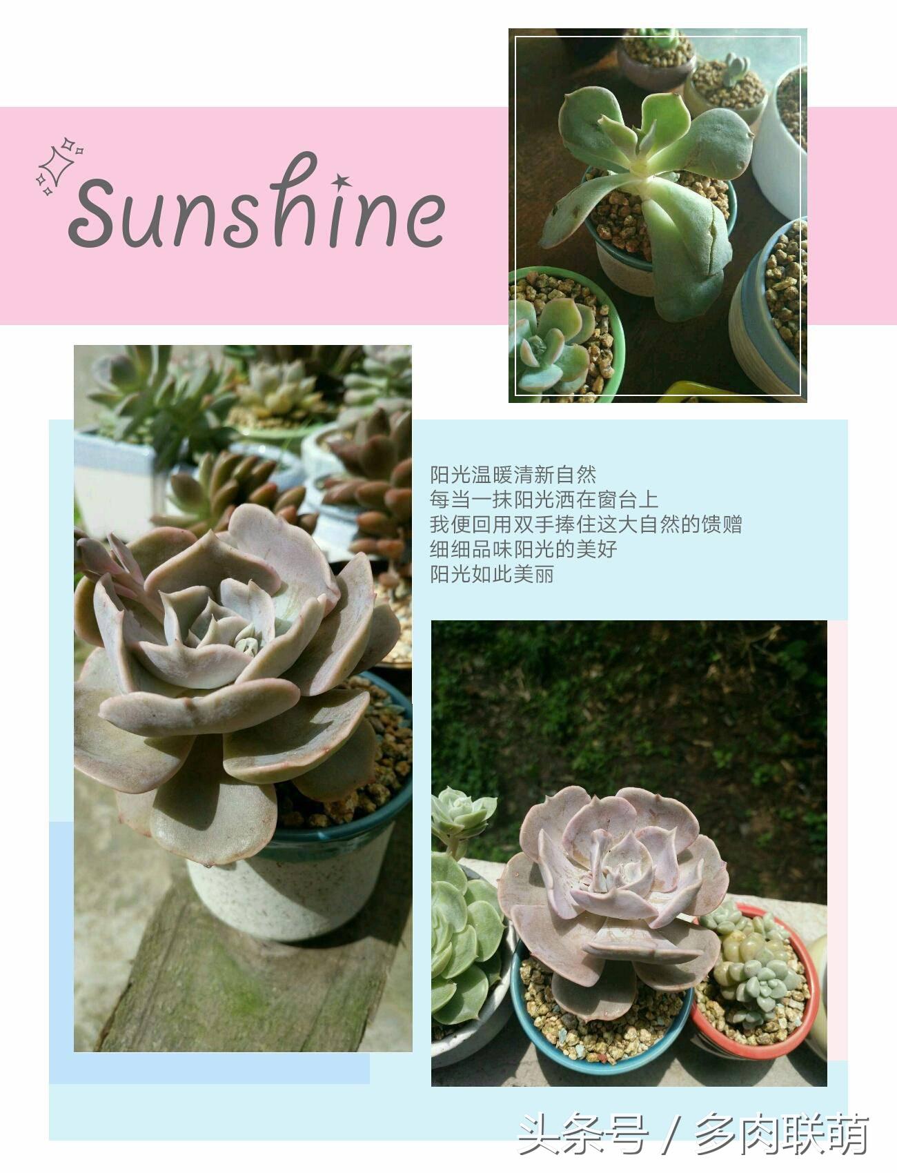 满园春色留不住下一句,满园春色留不住来自哪首古诗