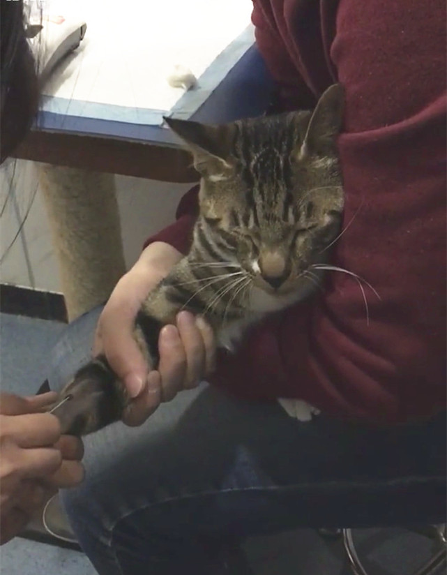 猫咪打滞留针,猫咪有滞留针怎么再打针进去