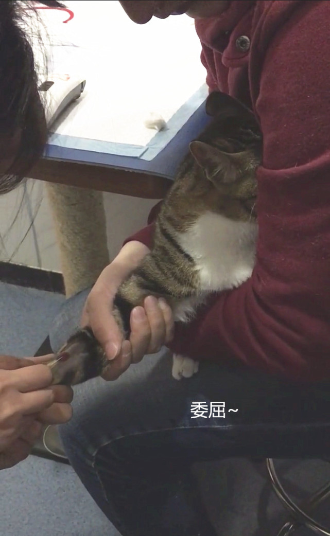 猫咪打滞留针,猫咪有滞留针怎么再打针进去
