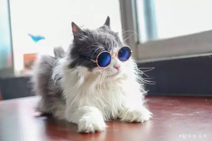 共享吸猫啦！藏身市区小巷内的这家撸猫馆，开门那刻，心就融化了