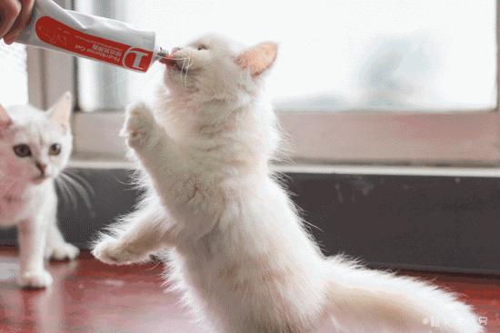 喂！妖妖灵吗？韶关这条巷子内有人聚众吸猫！已经有人沦陷了……