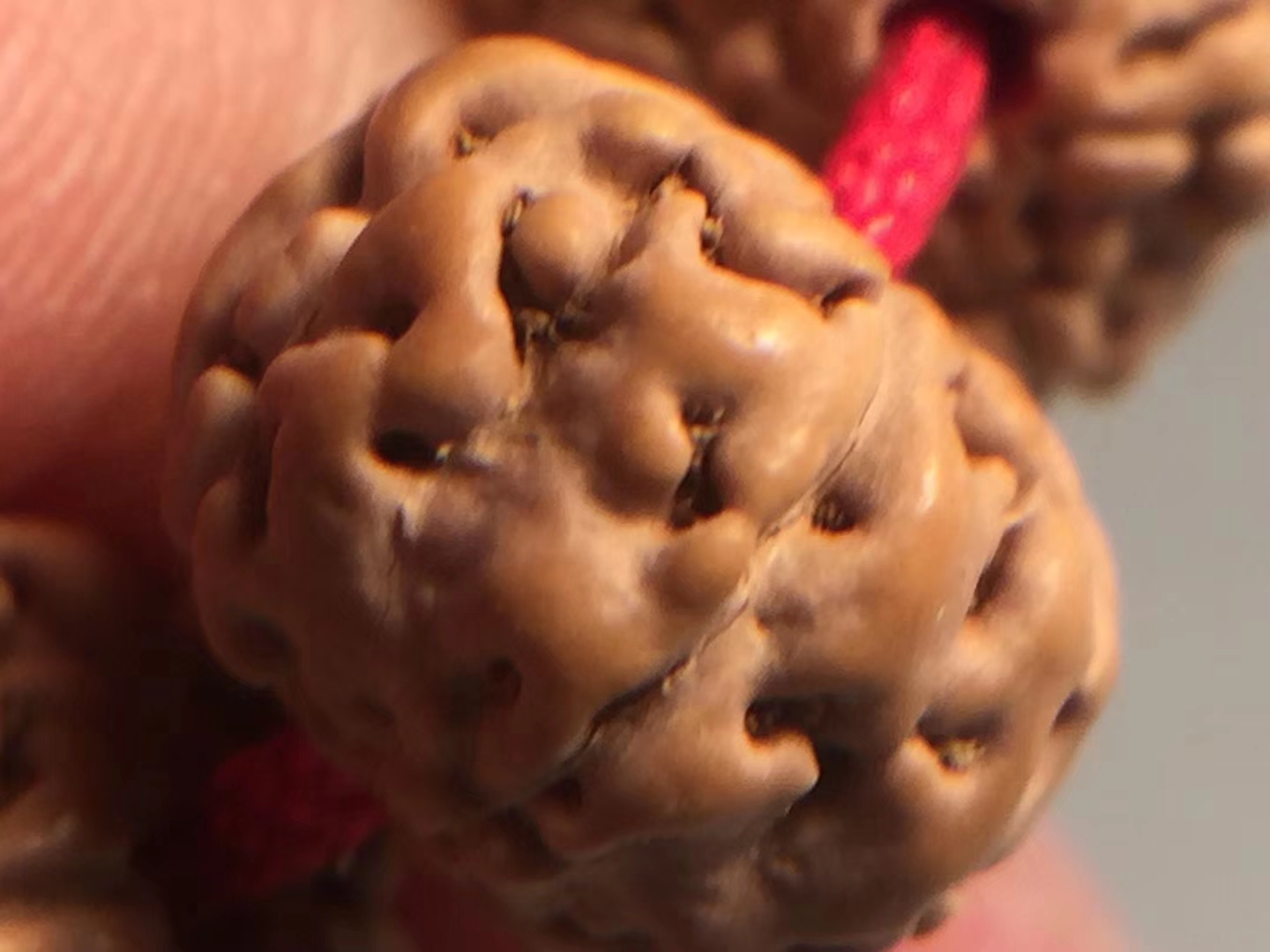 金刚菩提老树王108颗极品,6瓣蜂王金刚菩提