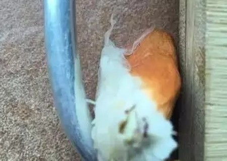 怎么种榴莲盆栽,榴莲核能种出榴莲树吗