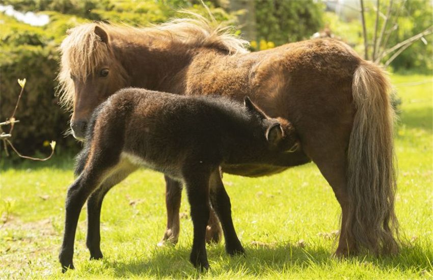 1米9小伙找了个袖珍女友,1米9小伙找了个袖珍女朋友