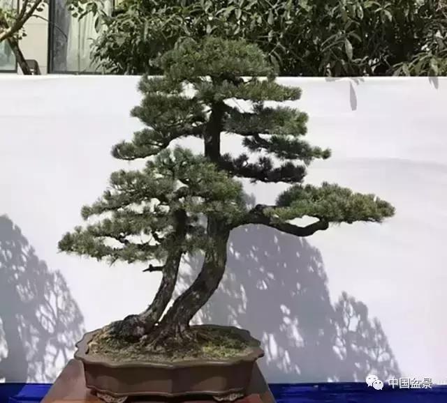 一本双杆式映山红盆景,一本双杆黄杨盆景制作全过程