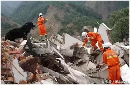 2008年汶川大地震功勋犬,汶川地震搜救犬沈虎的功勋