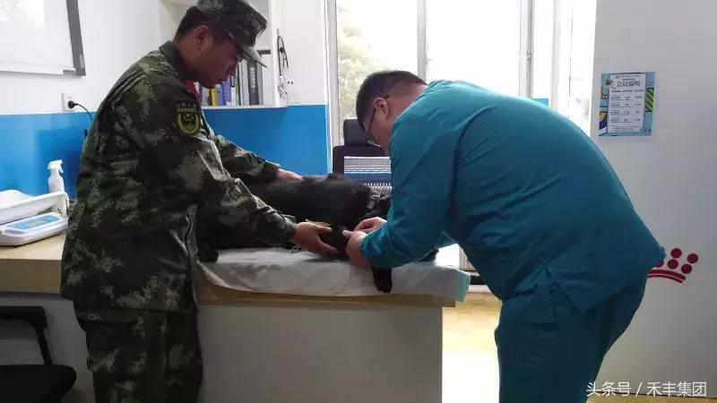 2008年汶川大地震功勋犬,汶川地震搜救犬沈虎的功勋