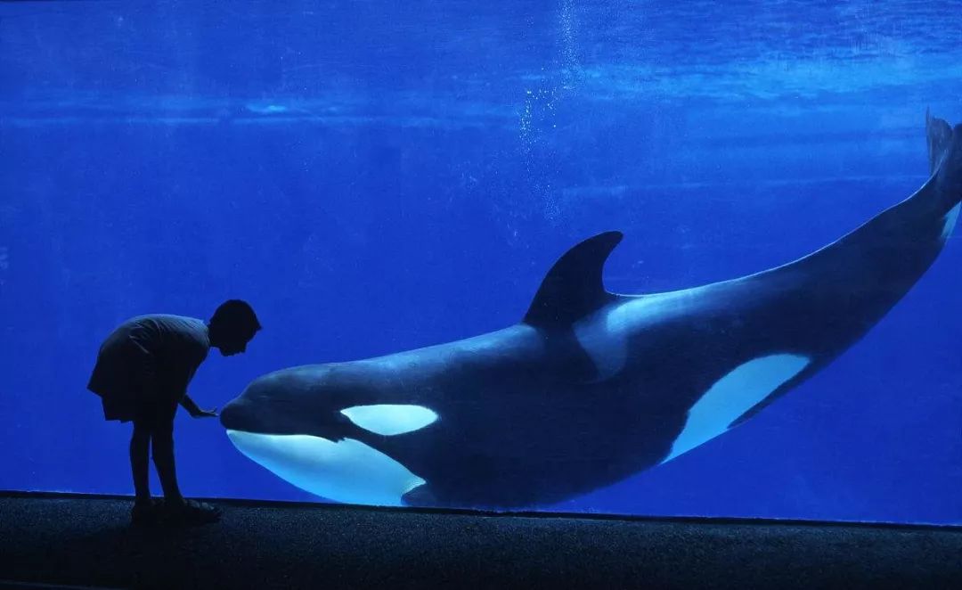 鸟和人类基因相似度多少,鸟和猫的智商哪个高