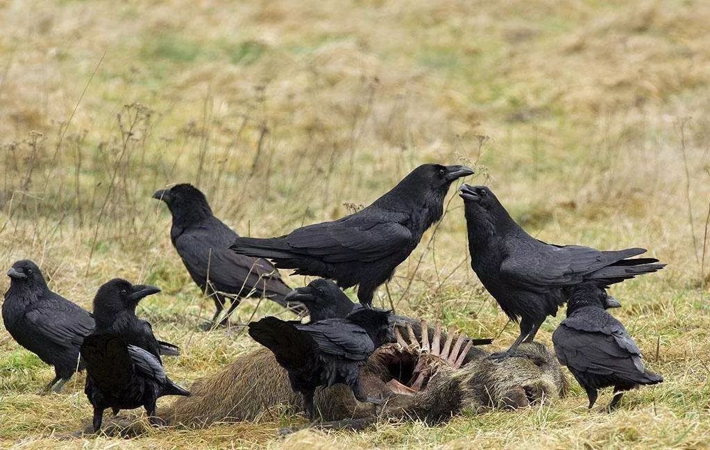鸟与豚，高智商动物群像