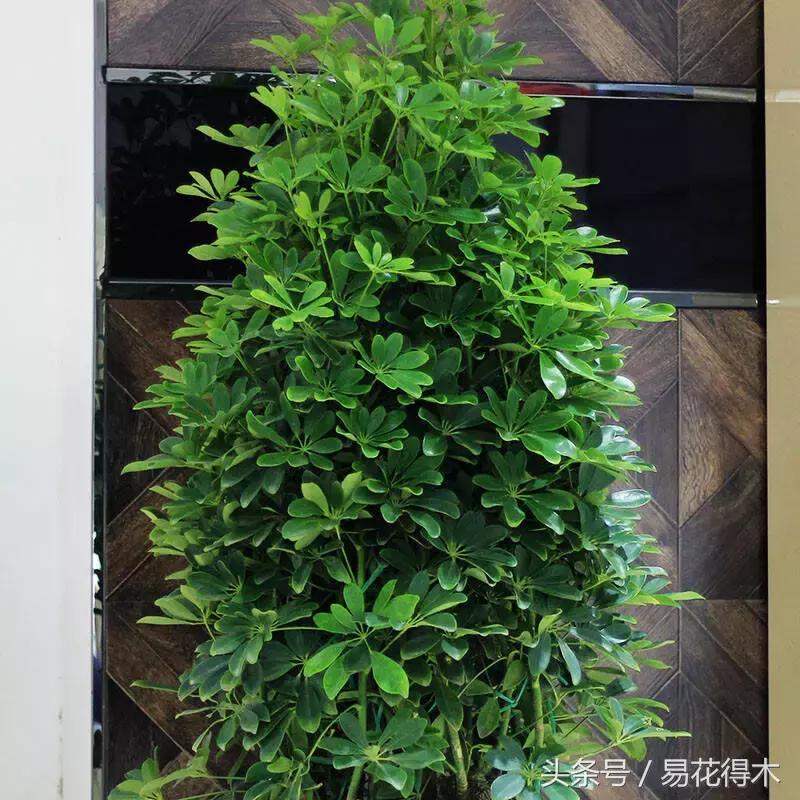 鹅掌柴种植与养护知识,鹅掌柴和鸭脚木的区别