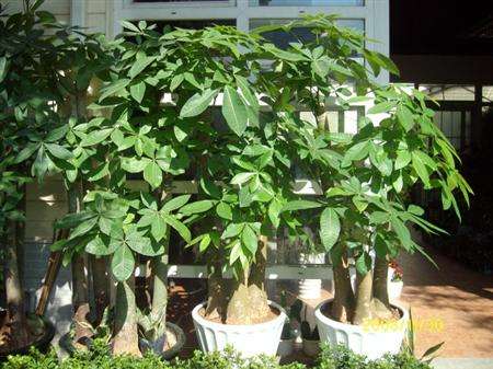 养好发财树其实很简单,养好发财树掌握三个小技巧