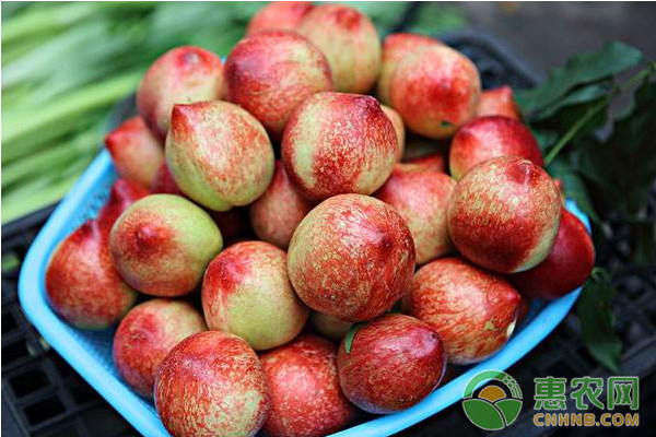 2020年8月28日山东油桃批发价格,全国油桃价格走势图分析