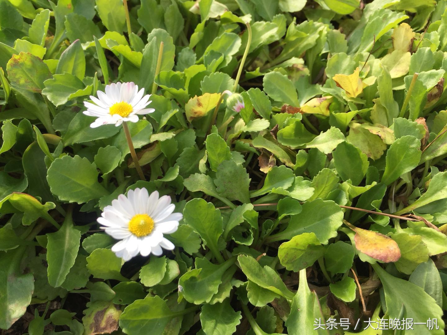 这些人为什么要来到澳大利亚做“考官”……