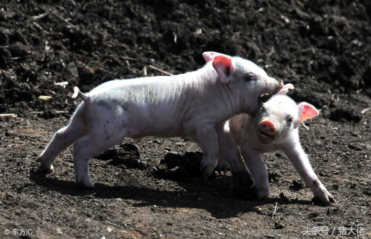 育肥猪打架打什么针,育肥猪打架怎么补救