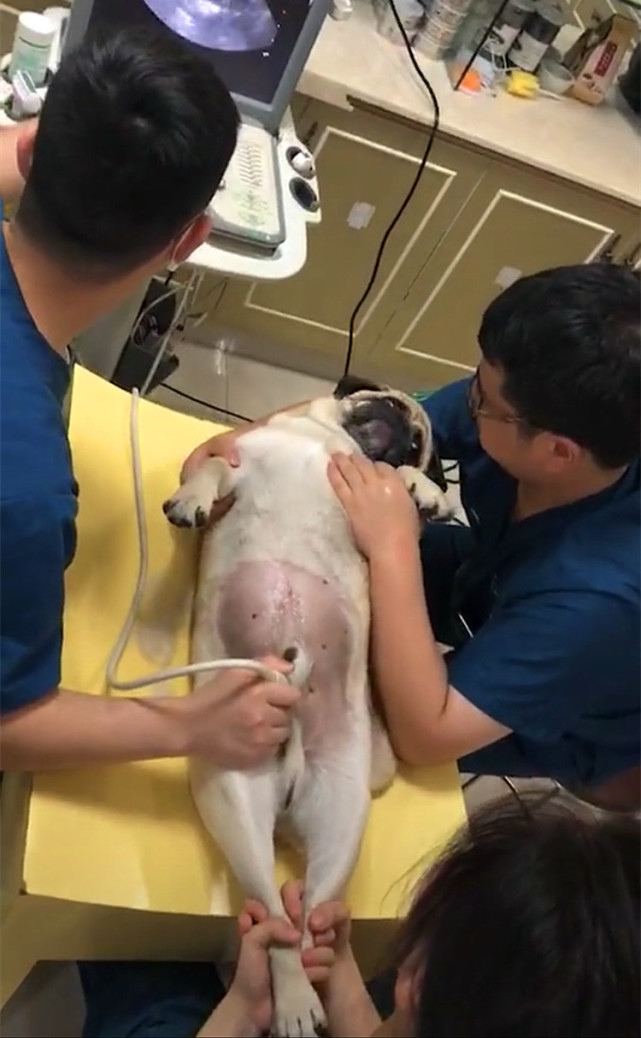 巴哥被主人怼到角落里骂,巴哥被打脸的视频