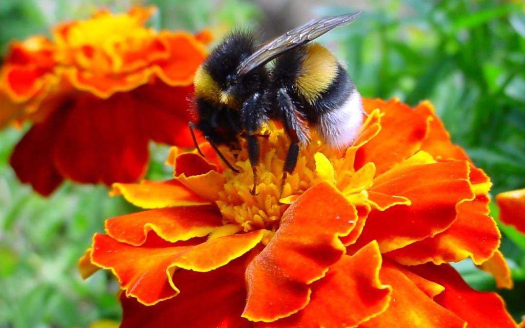 赞美小蜜蜂的诗句,赞美勤劳的小蜜蜂诗词