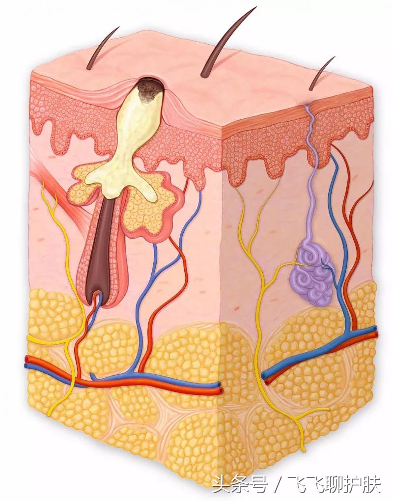 只有长痘才知道痘痘有多难治,要知道痘痘的根源