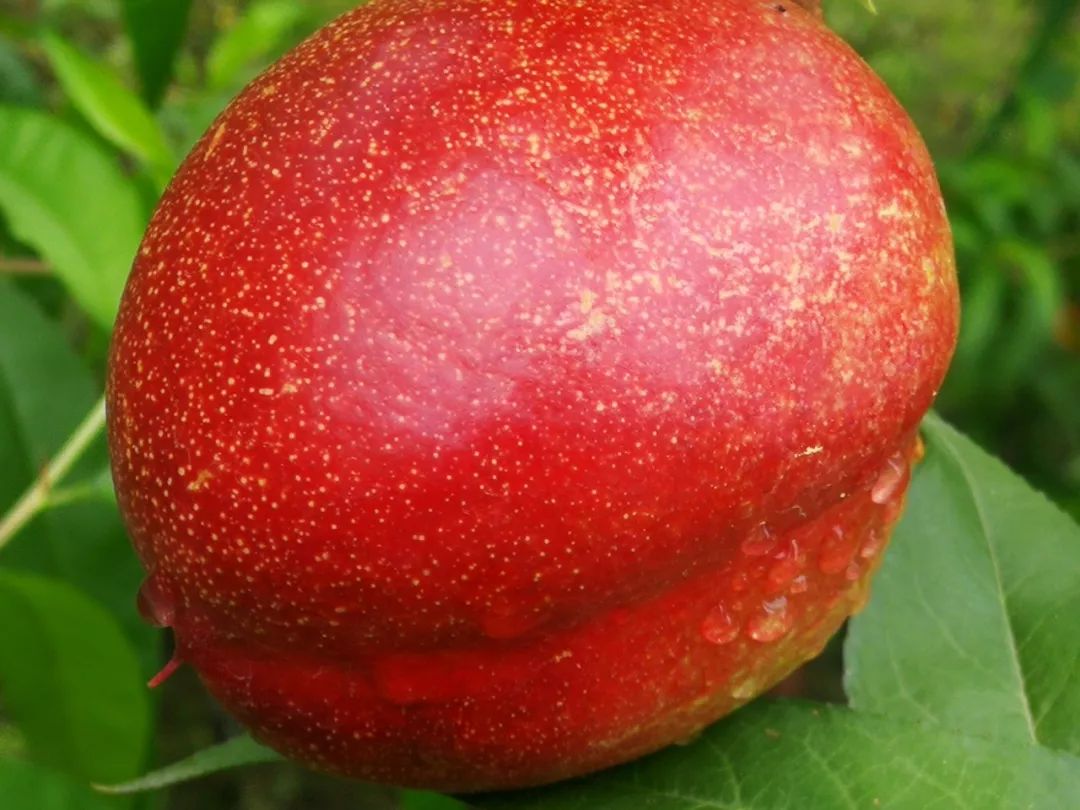 黄金桃采摘节等你来,油桃采摘节到来