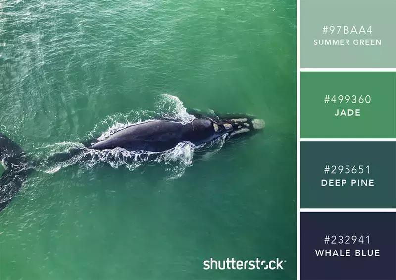 设计师必备100个材料,设计师必备100个素材