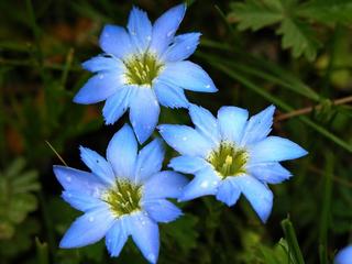 100个好听到爆的中药名,补肾常用中药100名和图片