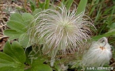 易读错中药名看看你认识几种,这些高雅中药名的真面目你知道吗