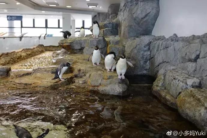 北海道冬季亲子游的景点有哪些,北海道冬天旅游亲子游攻略