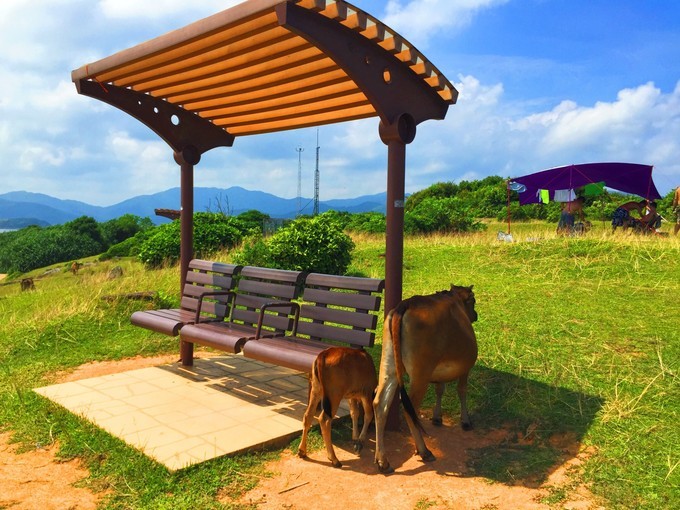 香港岛屿旅行游记,香港海岛自驾游