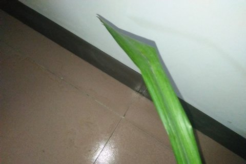 墨兰兰花发黄怎么救,兰花新叶子还没有长大就黑了