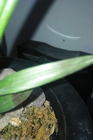 墨兰兰花发黄怎么救,兰花新叶子还没有长大就黑了