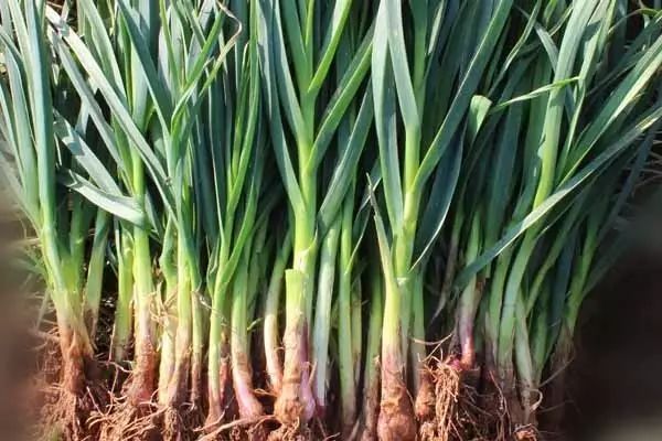 都叫芸苔素内酯，为什么差别那么大？应该正确认识！