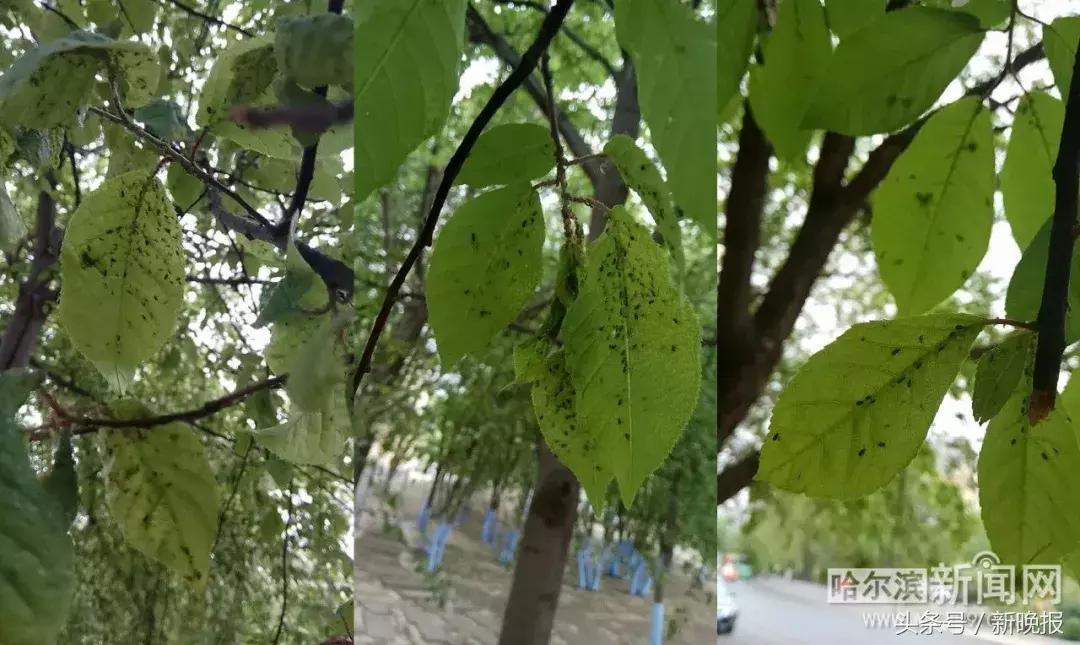 发现虫子该打哪个电话,发现虫子及时打药